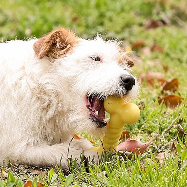  Xương đồ chơi Q-Monster 