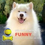  Đồ Chơi cục xương mềm cho chó FOFOS 