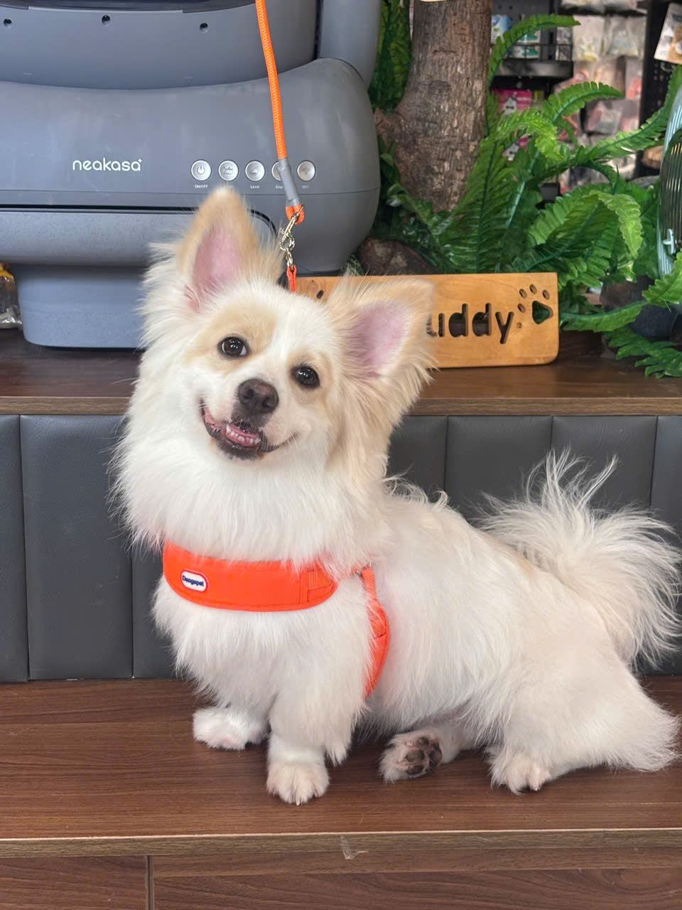  Đai dắt cún ôm ngực Daogepet 