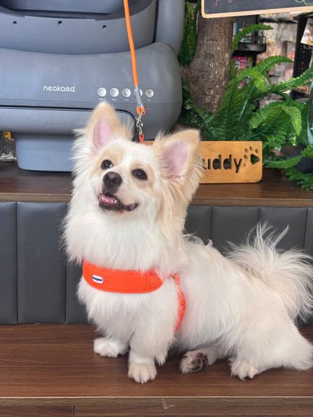  Đai dắt cún ôm ngực Daogepet 