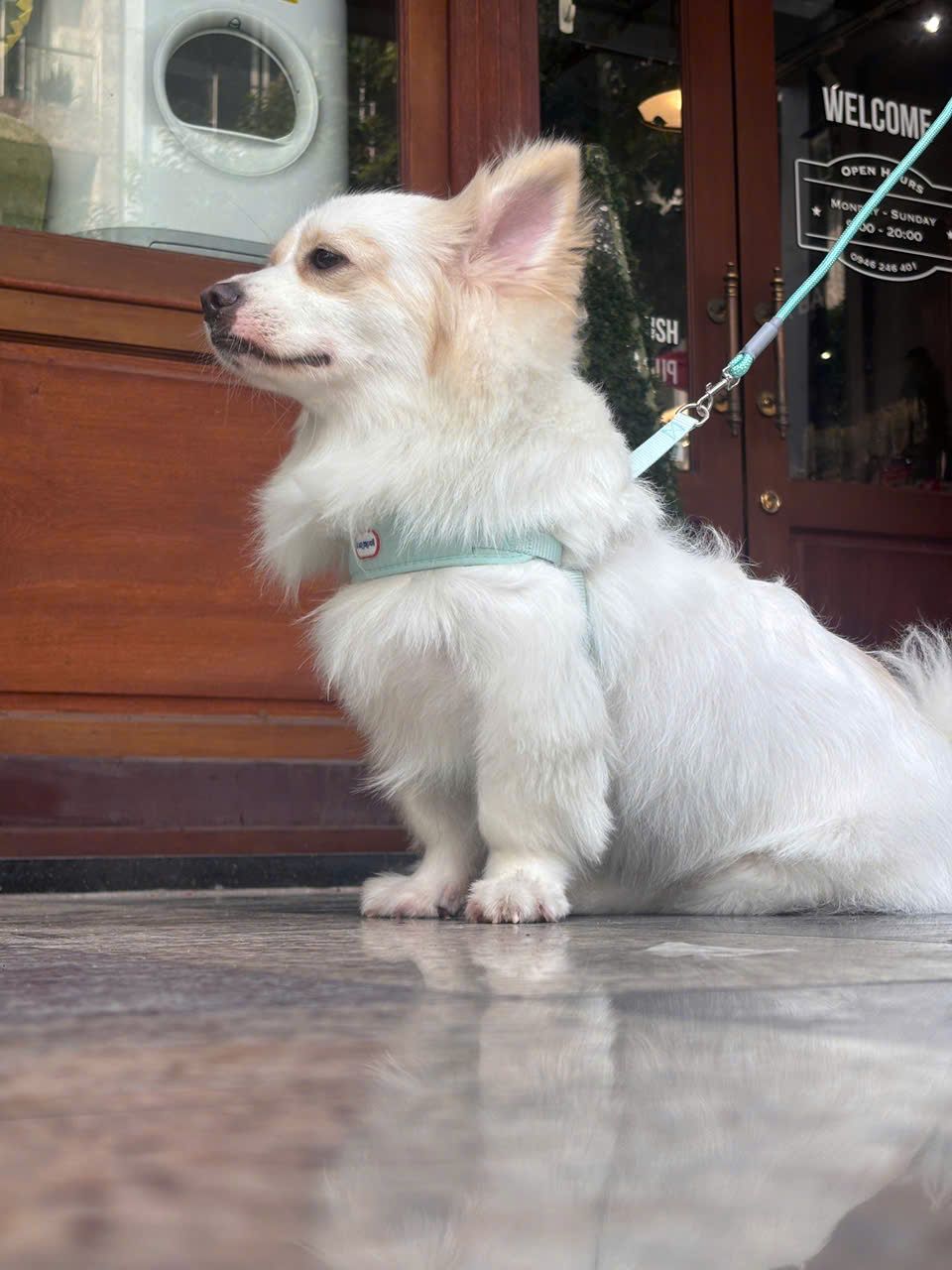  Đai dắt cún ôm ngực Daogepet 