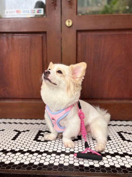  Yếm dắt cún kèm dây nhiều màu 