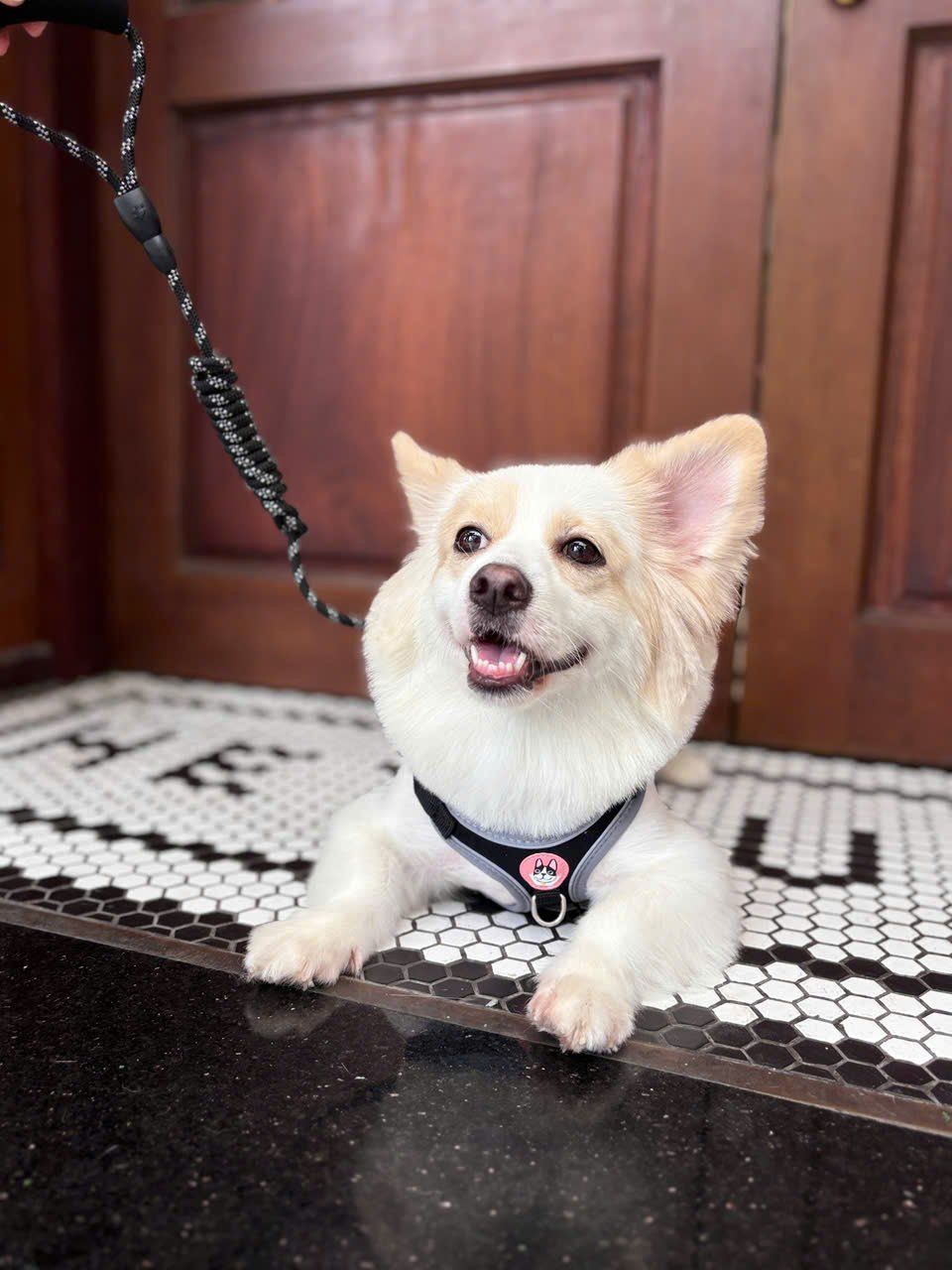  Yếm dắt cún kèm dây nhiều màu 