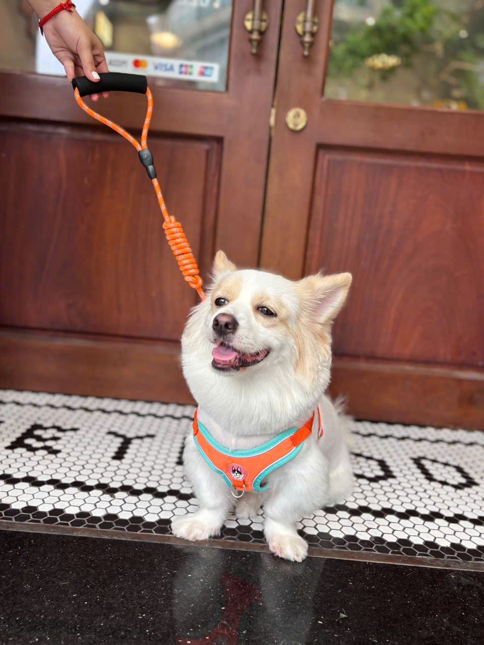  Yếm dắt cún kèm dây nhiều màu 