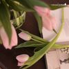  Bình 40 hoa Tulip hồng nhạt 
