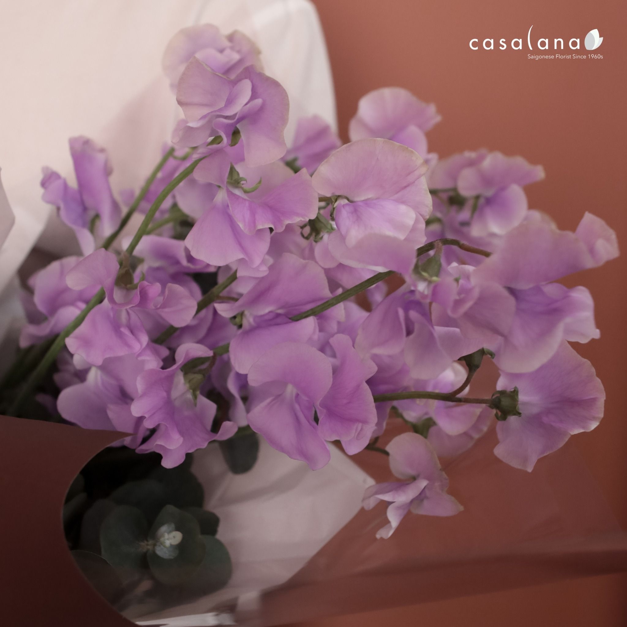 Sweet Pea Lavender Casalana