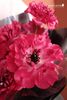  Charlotte Hot Pink 10 