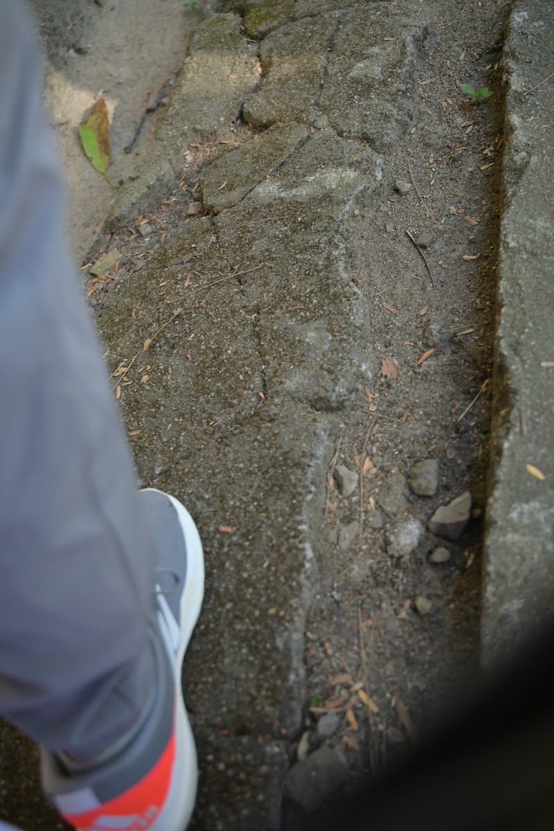  DSC_0142.JPG 