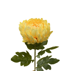 BÔNG CÚC ĐẠI ĐOÁ PHÁP