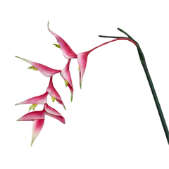 CÀNH THIÊN ĐIỂU DÀI