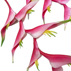 CÀNH THIÊN ĐIỂU DÀI