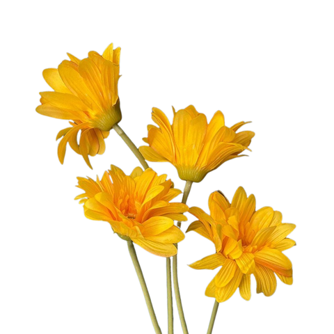 HOA ĐỒNG TIỀN MÀU CAM