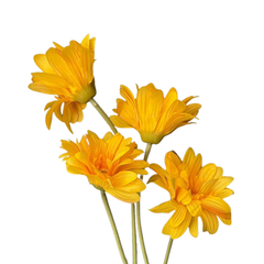 HOA ĐỒNG TIỀN MÀU CAM