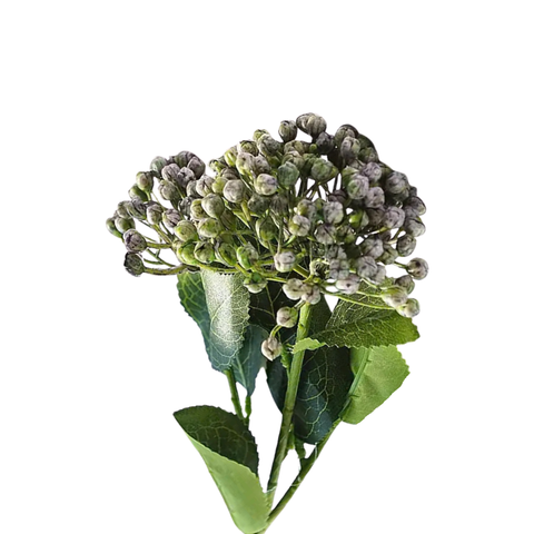 CÀNH CẨM TÚ CẦU NỤ