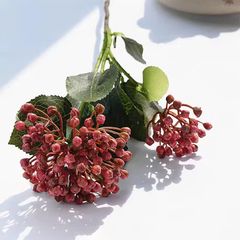CÀNH CẨM TÚ CẦU NỤ