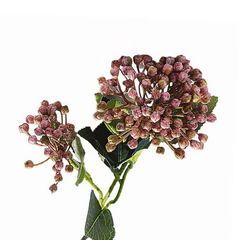 CÀNH CẨM TÚ CẦU NỤ