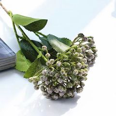 CÀNH CẨM TÚ CẦU NỤ