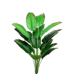 CỤM LÁ CHUỐI CẢNH