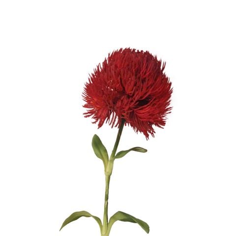 BÔNG PHĂNG NHẬT MÀU ĐỎ