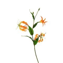 CÀNH HOA MÓNG RỒNG MÀU CAM