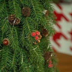 CÂY THÔNG XANH BẮC ÂU