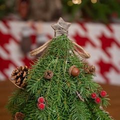 CÂY THÔNG XANH BẮC ÂU