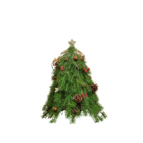 CÂY THÔNG XANH BẮC ÂU