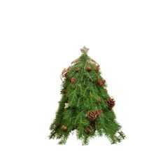 CÂY THÔNG XANH BẮC ÂU