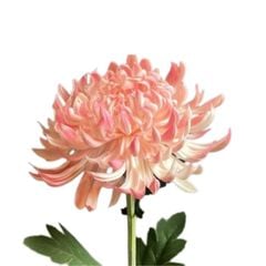 BÔNG CÚC ĐẠI ĐÓA MÀU HỒNG