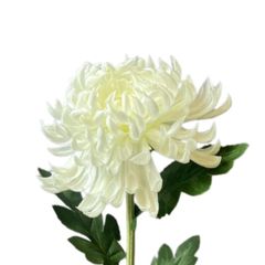 BÔNG CÚC ĐẠI ĐÓA MÀU TRẮNG