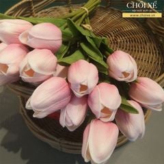 BÔNG TULIP HỒNG NHẠT