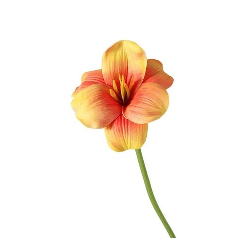 BÔNG TULIP CAM