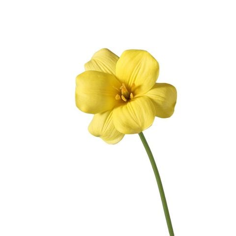 BÔNG TULIP VÀNG