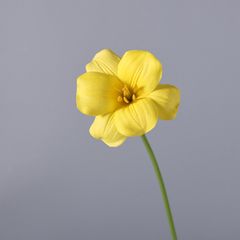 BÔNG TULIP VÀNG