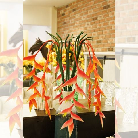 CÀNH THIÊN ĐIỂU DÀI