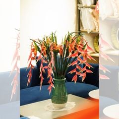 CÀNH THIÊN ĐIỂU DÀI