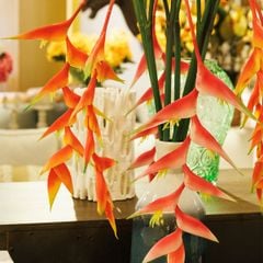 CÀNH THIÊN ĐIỂU DÀI