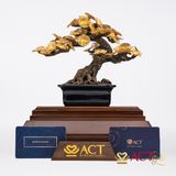 Quà tặng Tùng La Hán dát vàng 24k ACT GOLD ISO 9001:2015 (Mẫu 4)
