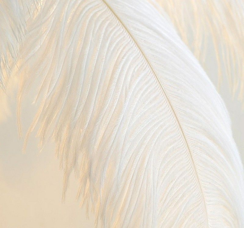 Exotic Ostrich Feather Floor Lamp