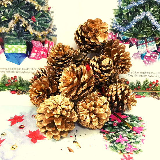 Thông Vàng - (thông thật xi)