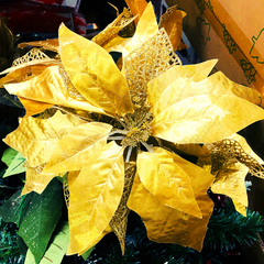 Hoa Trạng Nguyên Lấp Lánh