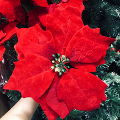 Hoa Trạng Nguyên Lấp Lánh