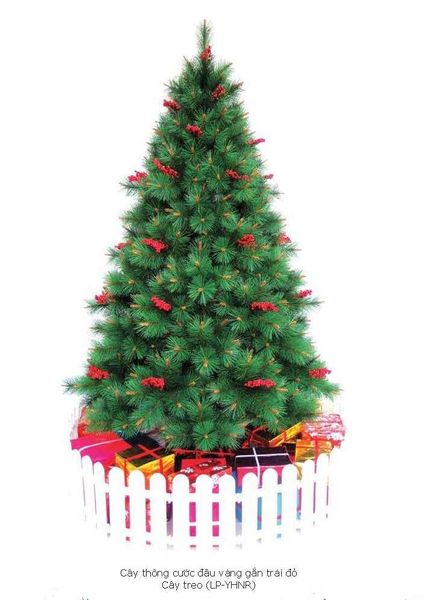 CÂY THÔNG CƯỚC ĐẦU VÀNG CÓ GẮN TRÁI ĐỎ