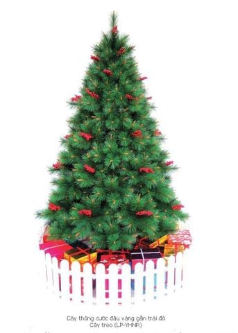 CÂY THÔNG CƯỚC ĐẦU VÀNG CÓ GẮN TRÁI ĐỎ