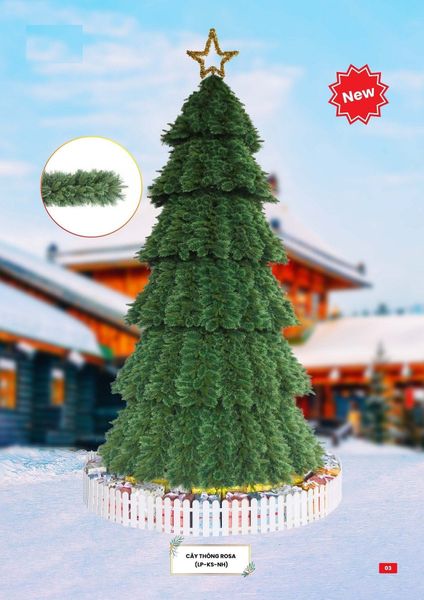 CÂY THÔNG ROSA
