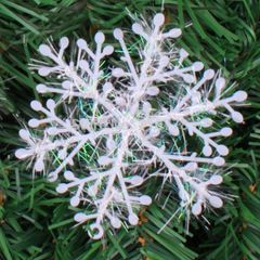 Hoa Tuyết Giáng Sinh