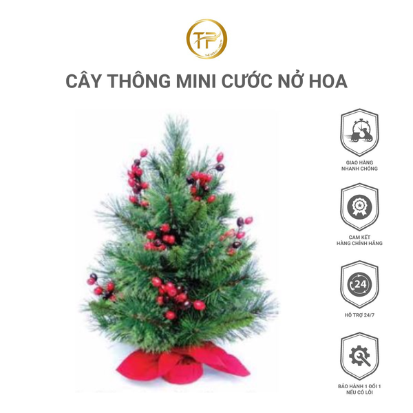 CÂY THÔNG MINI CƯỚC NỞ HOA