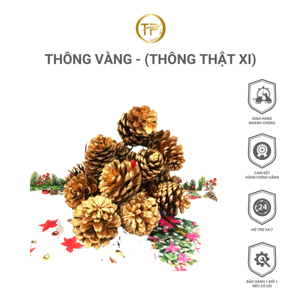 Thông Vàng - (thông thật xi)
