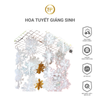 Hoa Tuyết Giáng Sinh