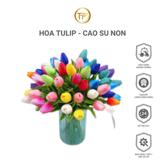 HOA TULIP - CAO SU NON